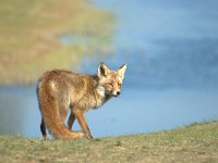 Vulpes vulpes 116, adult, Vos, Saxifraga-Theo Verstrael