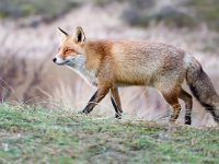 Vulpes vulpes 129, Vos, Saxifraga-Bart Vastenhouw