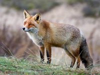 Vulpes vulpes 130, Vos, Saxifraga-Bart Vastenhouw