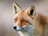 Vulpes vulpes 131, Vos, Saxifraga-Bart Vastenhouw