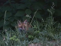 Vulpes vulpes 133, Vos, juvenile, Saxifraga-Mark Zekhuis