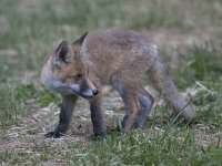 Vulpes vulpes 136, Vos, juvenile, Saxifraga-Mark Zekhuis