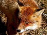 Vulpes vulpes 137, Vos, Saxifraga-Bart Vastenhouw