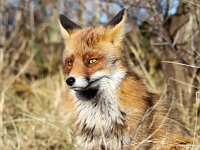 Vulpes vulpes 139, Vos, Saxifraga-Bart Vastenhouw