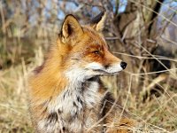 Vulpes vulpes 140, Vos, Saxifraga-Bart Vastenhouw