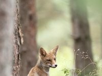 Vulpes vulpes 153, Vos, Saxifraga-Luuk Vermeer