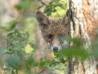 Vulpes vulpes 156, Vos, Saxifraga-Luuk Vermeer