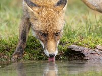 Vulpes vulpes 158, Vos, Saxifraga-Luuk Vermeer