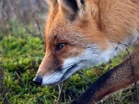 Vulpes vulpes 161, Vos, Saxifraga-Bart Vastenhouw.