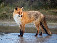 Vulpes vulpes 166, Vos, Saxifraga-Bart Vastenhouw.