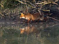 Vulpes vulpes 173, Vos, Saxifraga-Bart Vastenhouw.