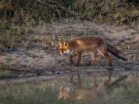 Vulpes vulpes 175, Vos, Saxifraga-Bart Vastenhouw.