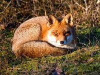 Vulpes vulpes 189, Vos, Saxifraga-Bart Vastenhouw