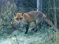 Vulpes vulpes 29, Vos, Saxifraga-Piet Munsterman