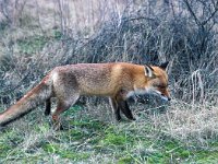 Vulpes vulpes 30, Vos, Saxifraga-Piet Munsterman