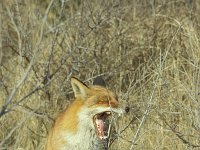 Vulpes vulpes 32, Vos, Saxifraga-Janus Verkerk