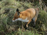 Vulpes vulpes 42, Vos, Saxifraga-Piet Munsterman