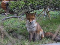 Vulpes vulpes 48, Vos, Saxifraga-Martin Mollet