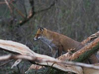 Vulpes vulpes 52, Vos, Saxifraga-Martin Mollet