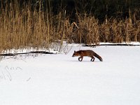 Vulpes vulpes 57, Vos, Saxifraga-Piet Munsterman