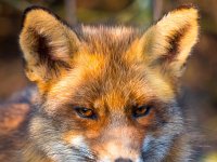 Red fox portrait  Head of a relaxing Red fox in the sun : animal, beautiful, beauty, britain, british, canine, carnivore, close, closeup, countryside, cute, detail, dog, ear, environment, europe, eye, face, field, fox, fur, furry, grass, green, head, hunter, look, lying, mammal, nature, nose, one, outdoor, portrait, predator, prowl, red, relax, rest, sitting, standing, stare, sun, sunbathing, sunny, up, vulpes vulpes, watching, whisker, white, wild, wildlife