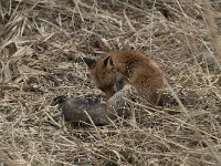 Vulpes vulpes 68, Vos, Saxifraga-Willem van Kruijsbergen