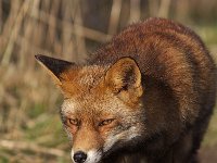 Vulpes vulpes 79, Vos, Saxifraga-Martin Mollet