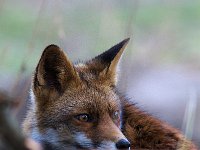 Vulpes vulpes 80, Vos, Saxifraga-Martin Mollet