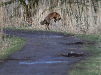 Vulpes vulpes 82, Vos, Saxifraga-Martin Mollet