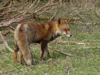 Vulpes vulpes 87, Vos, Saxifraga-Mark Zekhuis