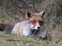 Vulpes vulpes 92, Vos, Saxifraga-Bart Vastenhouw