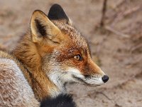 Vulpes vulpes 96, Vos, Saxifraga-Bart Vastenhouw