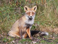 Vulpes vulpes 99, Vos, Saxifraga-Bart Vastenhouw