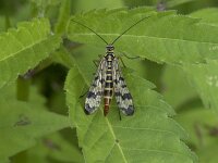 Panorpa vulgaris 3, Saxifraga-Willem van Kruijsbergen