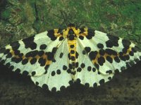 Microlepidoptera-Heterocera, Nachtvlinders, Moths