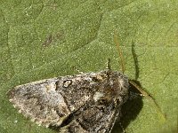 Acronicta megacephala 2, Schilddrager, Saxifraga-Marijke Verhagen