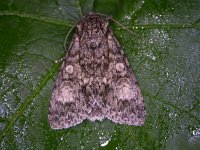 Acronicta megacephala 4, Schilddrager, Saxifraga-Peter Meininger