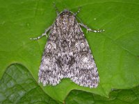 Acronicta megacephala 5, Schilddrager, Saxifraga-Peter Meininger