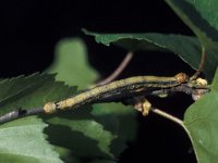 Agriopis aurantiaria, Scarce Umber