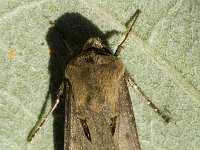 Agrotis exclamationis, Heart and Dart