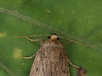 Amphipyra tragopoginis, Mouse Moth