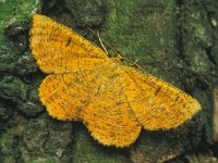 Angerona prunaria, Orange Moth