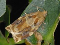 Archips xylosteana, Variegated Golden Tortrix