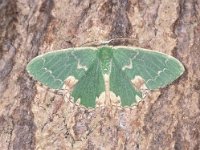 Comibaena bajularia, Blotched Emerald