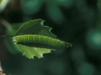 Epirrita autumnata, Autumnal Moth