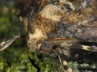 Erannis defoliaria, Mottled Umber Moth