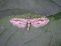 Eupithecia phoeniceata