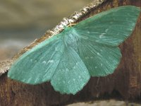 Geometra papilionaria, Large Emerald