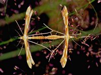Gillmeria pallidactyla, Plume Moth