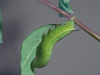 Hemaris fuciformis, Broad-bordered Bee Hawk-moth